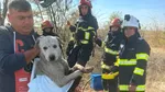 Câine din Dolj, salvat dintr-o fântână de 10 metri