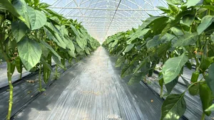 Securizarea producției de legume într-o piață tot mai competitivă