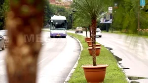 Timişoara: 18 poliţişti păzesc palmierii din oraş. Consilier local: E inacceptabil. Problemele cetăţenilor sunt mult mai importante