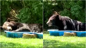 VIDEO S-a trezit cu ursul în piscină. Cum a reacţionat o femeie când a văzut animalul sălbatic 