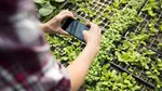 Guvernul acordă aproape 350 de milioane de lei agricultorilor care cultivă legume în sere şi solarii