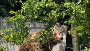 Urs găsit în containerul de gunoi al unui spital din Brașov. A fost împușcat