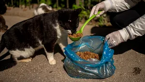 Cum se transmite coronavirusul de la om la pisică: felinele sunt cele mai vulnerabile la  SARS-CoV-2