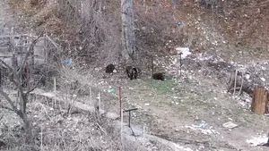 Mesaj Ro Alert pentru eliberarea zonei. Intervenţie a jandarmilor în Brasov, pentru alungarea unei ursoaice cu doi pui/ Urs care a coborât după hrană şi în Făgăraş