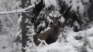 IMAGINI cu un cerb, FILMAT de un ranger în Parcul Naţional Călimani