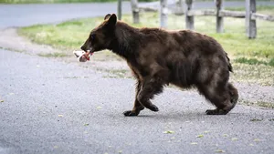 Prezenţa urşilor a fost semnalată prin apel 112 în Harghita. Jandarmii au intervenit