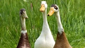 ”Soldaţii-raţă”, arma secretă a unei vinării vechi de 300 de ani