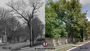 Plopul realmente fără soţ de pe Calea 13 Septembrie: era în inima cartierului Uranus, dar a supravieţuit miraculos demolării