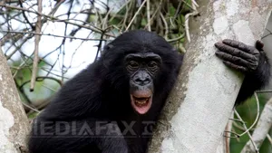 Iranul trimite o maimuţă în spaţiu. Ahmadinejad speră să fie trimis un om în spaţiu până în 2020