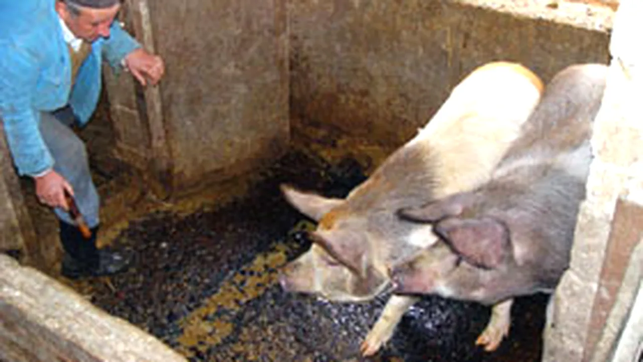 Zeci de mii de porci, omorâţi din cauza pestei porcine, în Timiş (VIDEO)