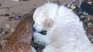 IMAGINILE ZILEI: Un câine salvează un pui de căprioară de la înec
