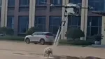 De la glumă, la controversă. O dronă aeriană care stropește un câine cu apă a stârnit o uriașă dezbatere