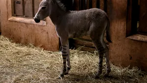 Un exemplar rar de măgar sălbatic somalez s-a născut la grădina zoologică din Chile