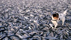 Tonele de peşti morţi de pe o plajă din Norvegia au dispărut în câteva zile