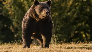 Braşov: Două persoane au fost atacate de urs