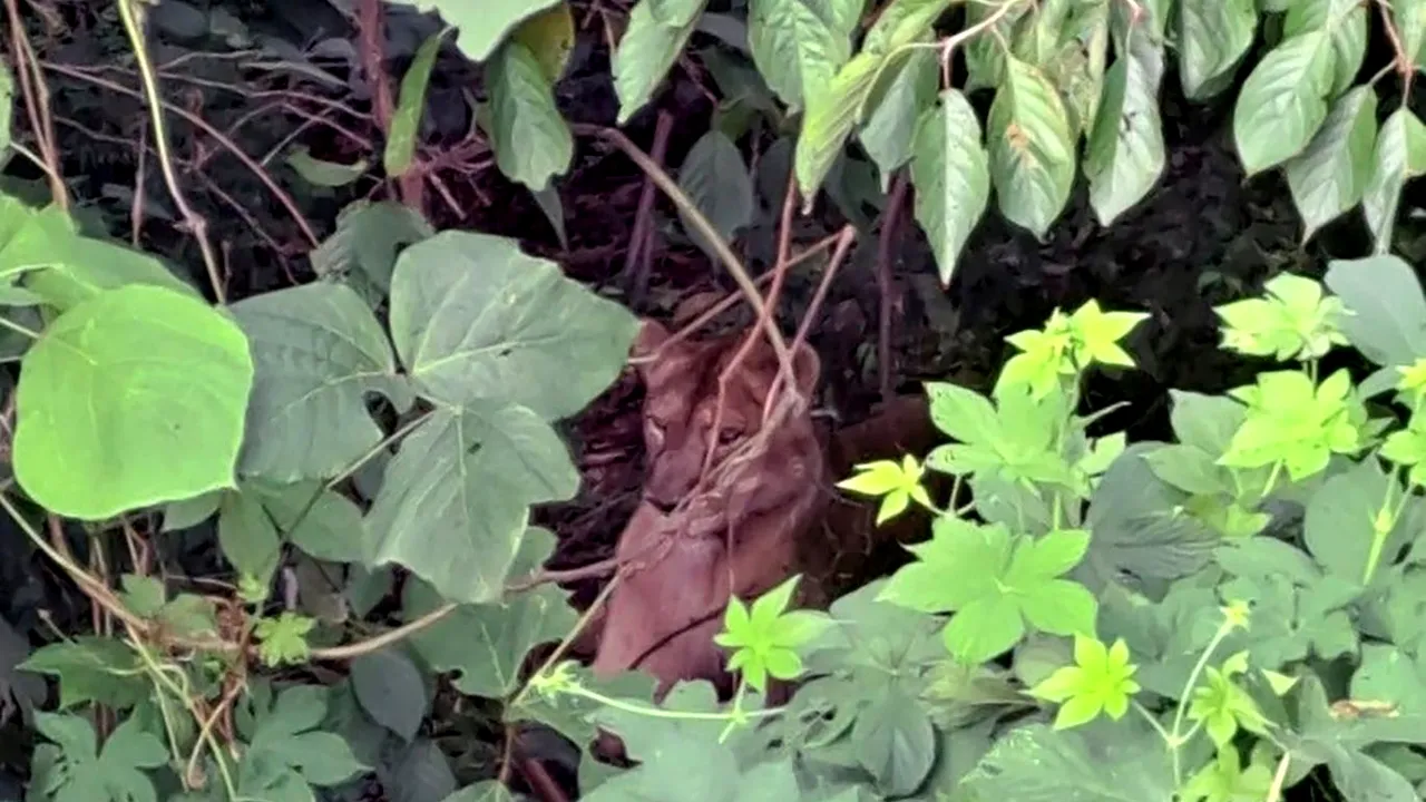 O leoaică evadată a fost împuşcată în Coreea de Sud