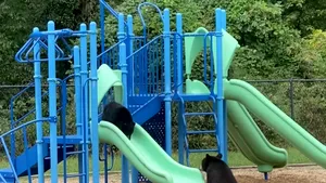 O ursoaică îşi învaţă puiul să se dea pe tobogan, într-un video viral 