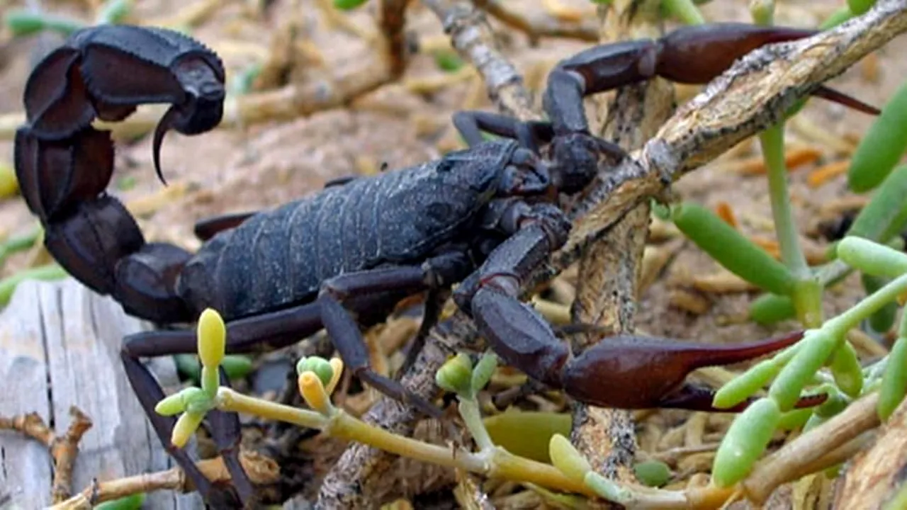 Scorpionii ucigaşi din Egipt au omorât trei persoane şi au rănit câteva sute. Veninul lor poate ucide oameni în mai puţin de o oră
