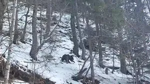 VIDEO Întâlnire cu ursul, pe un versant împădurit. Cum au procedat, fără teamă, angajaţii unui ocol silvic din Buzău