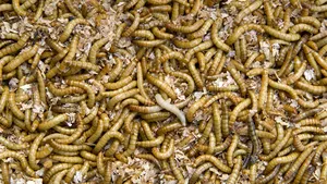 Insecte comestibile ar putea ajunge în următoarele luni în supermarketurile din Uniunea Europeană