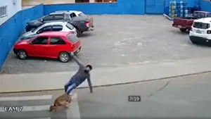 VIDEO Reacţia MAI, după ce imaginile cu un bărbat lovit de câine pe trecerea de pietoni au devenit virale. Trei întrebări şi-au primit răspunsul