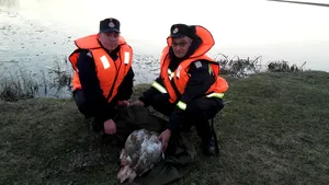 VIDEO. O Lebădă împuşcată într-o aripă a fost salvată de pe un lac îngheţat de pompieri 