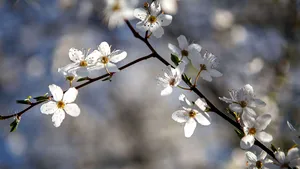 Prognoza meteo: ANM anunţă că mâine va fi în continuare mai frig decât normalul perioadei. Când revine primăvară