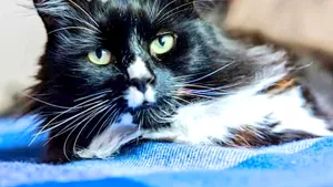 Marley, declarată pisica anului. Consolează victimele traficului uman dintr-un adăpost londonez