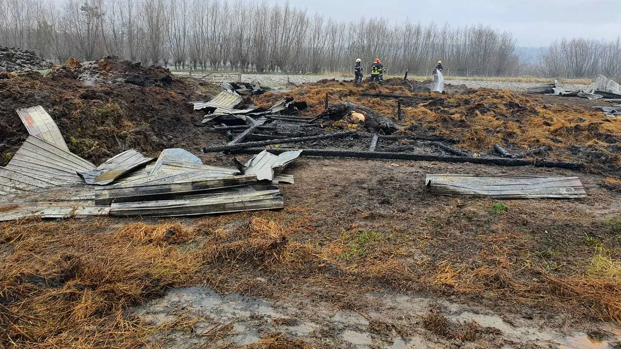 Incendiu puternic pus intenţionat la un adăpost de animale din Suceava: şase oi şi un cal au murit