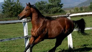 SCANDALUL cărnii de cal - The Sun: Cai sălbatici supuşi unor rele tratamente în România ar fi fost sacrificaţi pentru export 