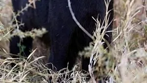 Cea mai ciudată pisică din lume apare întotdeauna unde nimeni nu se așteaptă. E mai rapidă ca leoparzii și leii