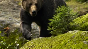 Coaliţia Natura2000 îi cere lui Iohannis să retrimită la Parlament proiectul Legii vânătorii