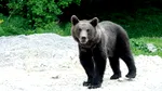 Un urs a fost văzut în Rucăr. Autoritățile au trimis mesaj Ro-Alert