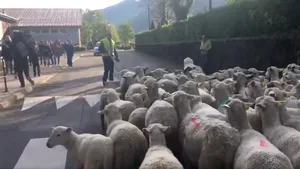 Gest neobişnuit: 15 oi, înscrise simbolic la o şcoală din Franţa, pentru a se evita închiderea unei clase | VIDEO