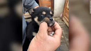 Situaţie dramatică. Ce s-a întâmplat cu animalele de companie ale chinezilor din zonele afectate de Covid-19