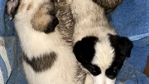 Viaţă după inundaţii. Norocel, Bobi şi Alba, trei căţei salvaţi de pompieri, vor avea o casă