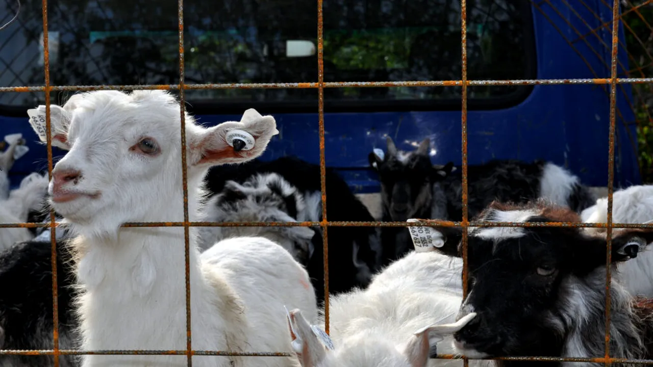 Comisia Europeană prelungește interdicția exporturilor de ovine și caprine din România până la finalul anului