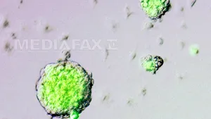 Celule STAP: noi studii au fost demarate în Japonia pentru a confirma sau infirma existenţa lor
