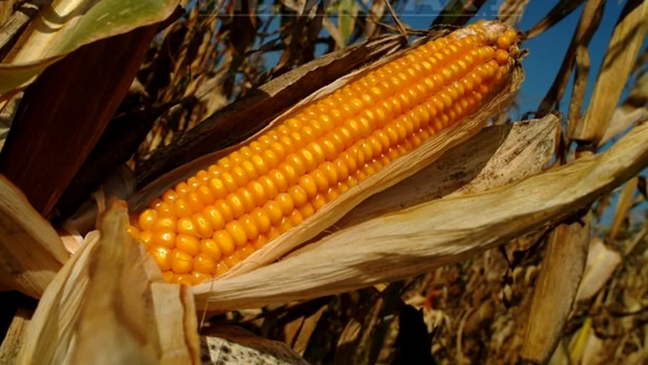 Porumbul pe care DSV Dolj a pus sechestru poate fi vândut, după rezultatul celei de-a treia analize a nivelului de AFLATOXINĂ
