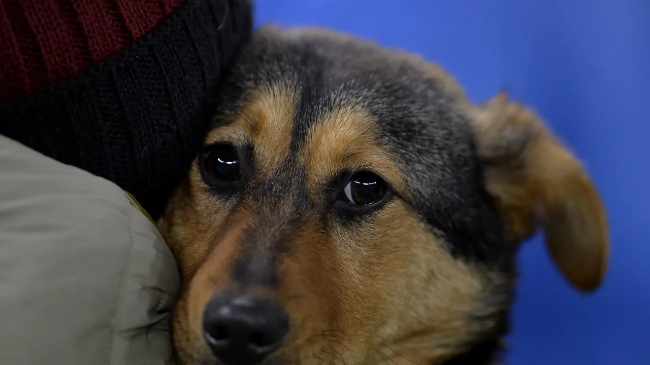 Un arădean care a omorât un câine este anchetat de poliţişti