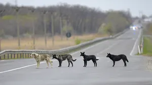 Sibiu: Un bărbat, atacat de câini pe un câmp, a fost salvat de şeful echipei canine din Poliţie