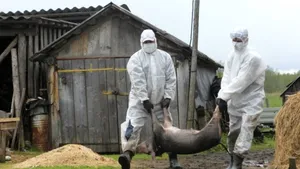 Pesta porcină se extinde: Focar nou la Galaţi. Peste 130 de porci vor fi eutanasiaţi
