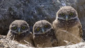 Deranjarea unei colonii de bufniţe, interzisă prin lege într-un oraş din Serbia