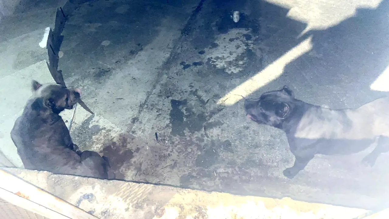 Doi câini de luptă au atacat o femeie care se plimba în zona Lacul Morii