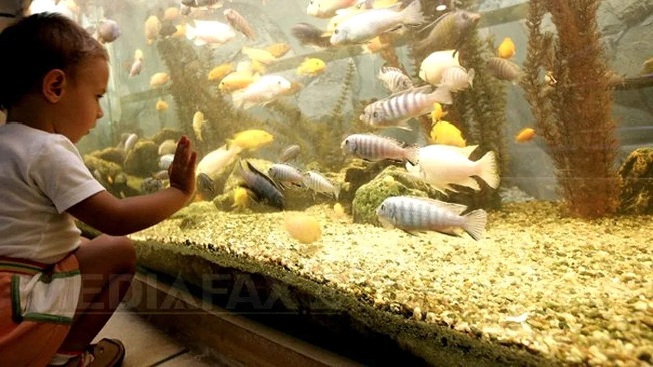 Căluţi de mare, peşti clovn, pisică de Amazon - la Aqua Expo din Parcul Herăstrău