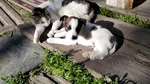 Un mare oraș din Italia oferă 300 de euro pentru adopția unui câine sau a unei pisici. Cum se pot obține banii