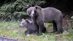 Ursoaică cu pui, observată pe DN1 în zona Şelimbăr. Mesaj RO-Alert trimis localnicilor
