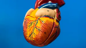 Un organ ignorat la vârsta adultă ar putea ține cheia longevității / Reduce cu 50% riscul de deces
