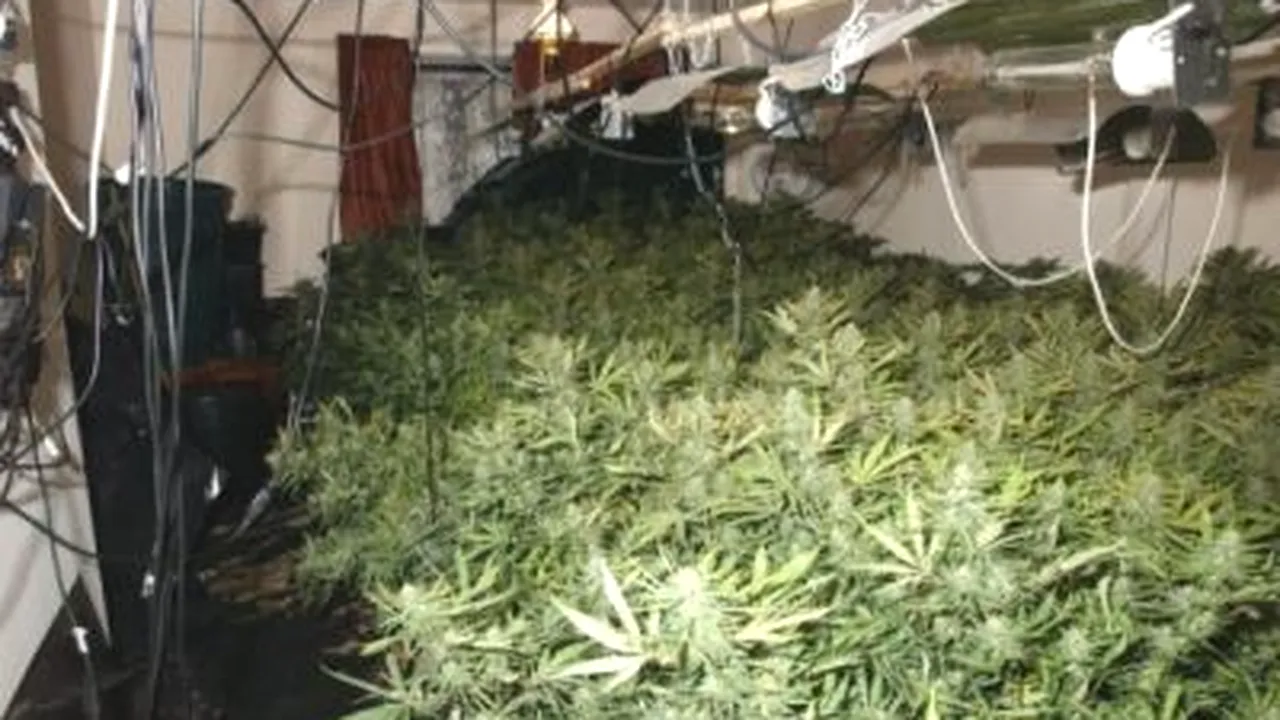 Doi români au plantat cânepă pe şase hectare. La recoltare, s-a găsit însă cannabis