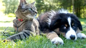 Sondaj INSCOP. Românii și animalele de companie: preferințe între câini și pisici. Care e patrupedul cel mai ales?